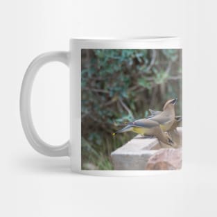 Cedar Waxwings at the Watering Hole Mug